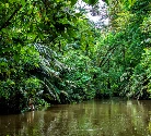 Limón